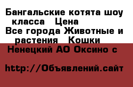 Бангальские котята шоу класса › Цена ­ 25 000 - Все города Животные и растения » Кошки   . Ненецкий АО,Оксино с.